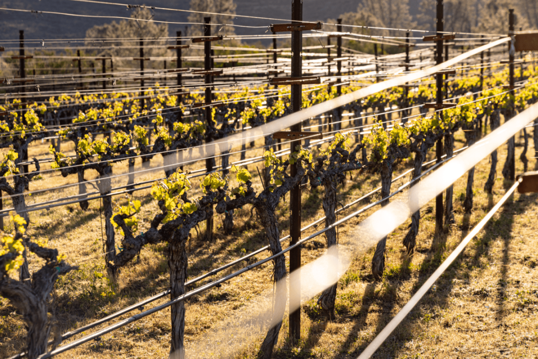 A Tale of Two Terroirs: Exploring Stags Ridge’s Unique Duality